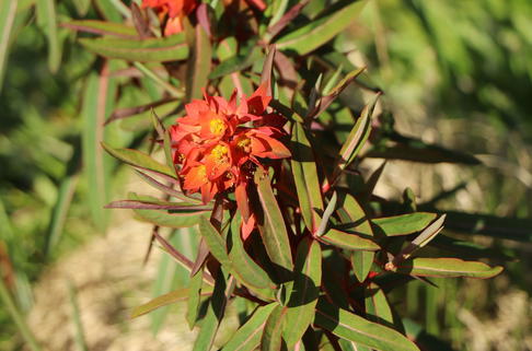 Himalaja Wolfsmilch 'Fireglow' - Euphorbia griffithii 'Fireglow'