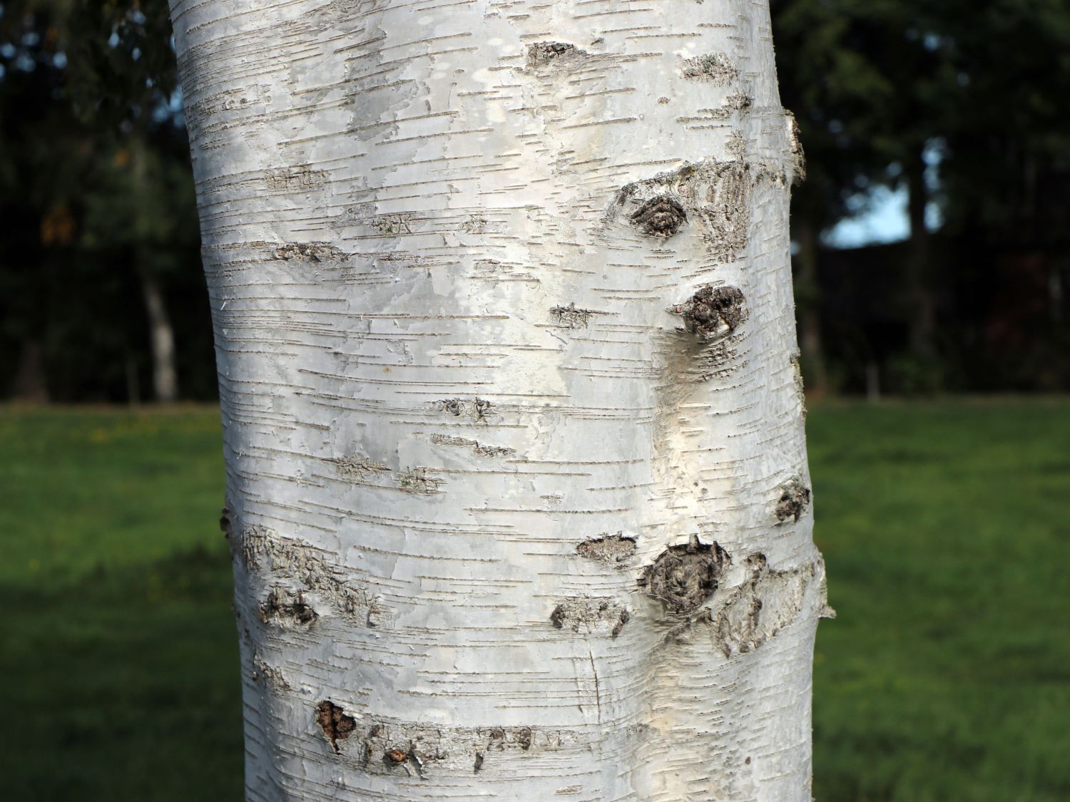 Birkengewächse (Betulaceae)