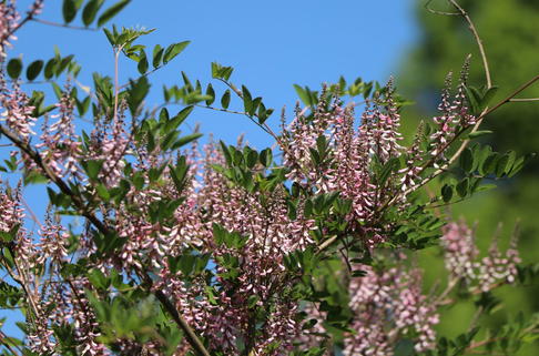 Himalaya-Indigostrauch - Indigofera heterantha