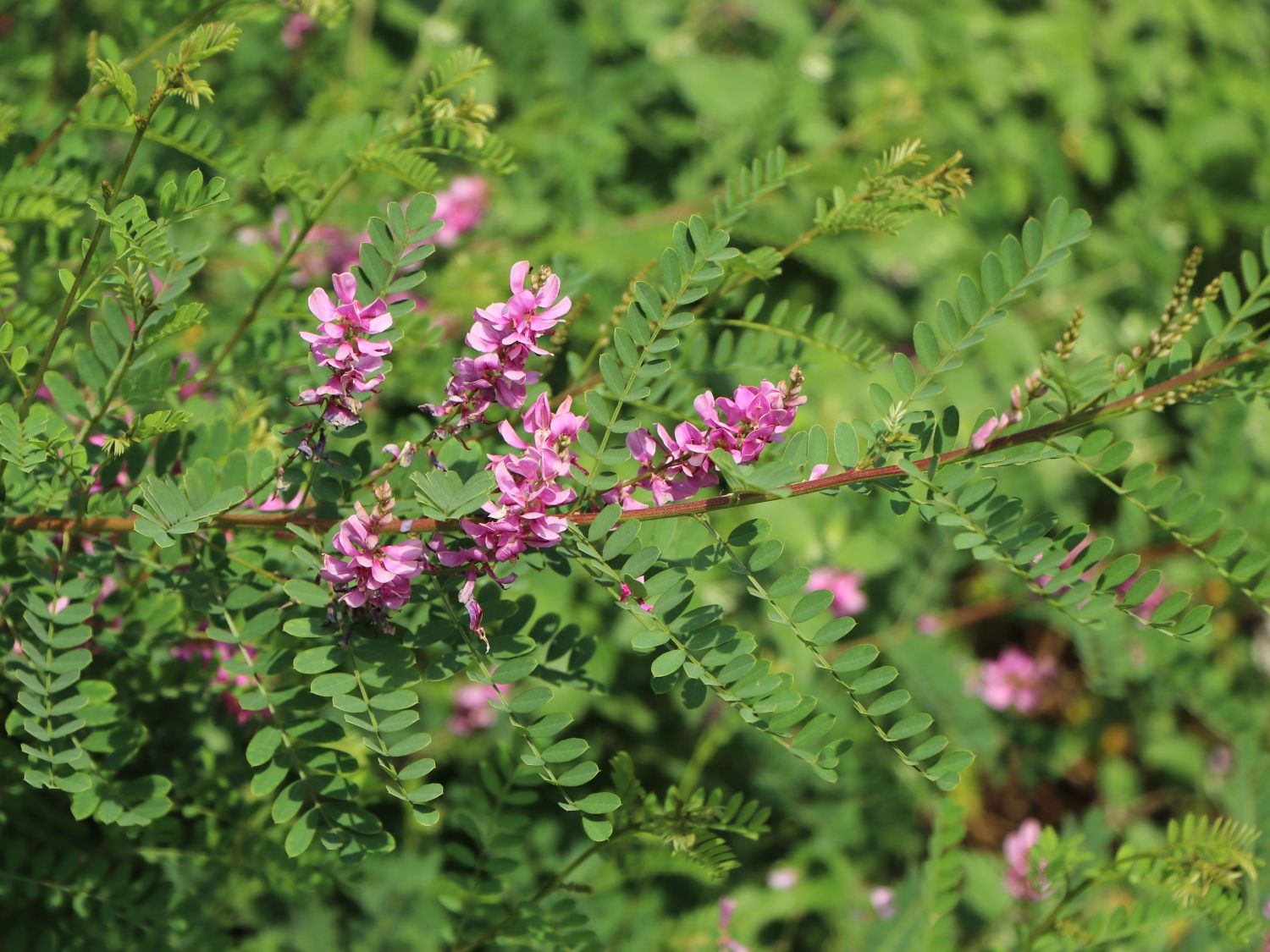 Indigofera (Indigofera)