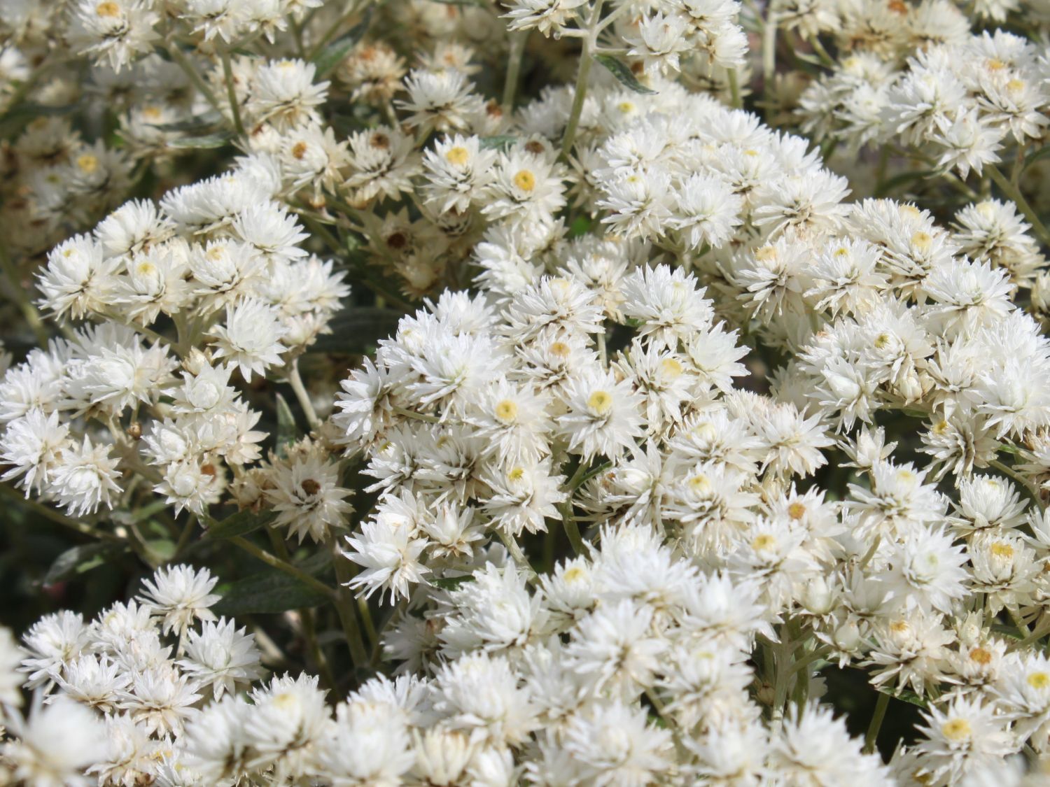 Himalaya-Perlkörbchen