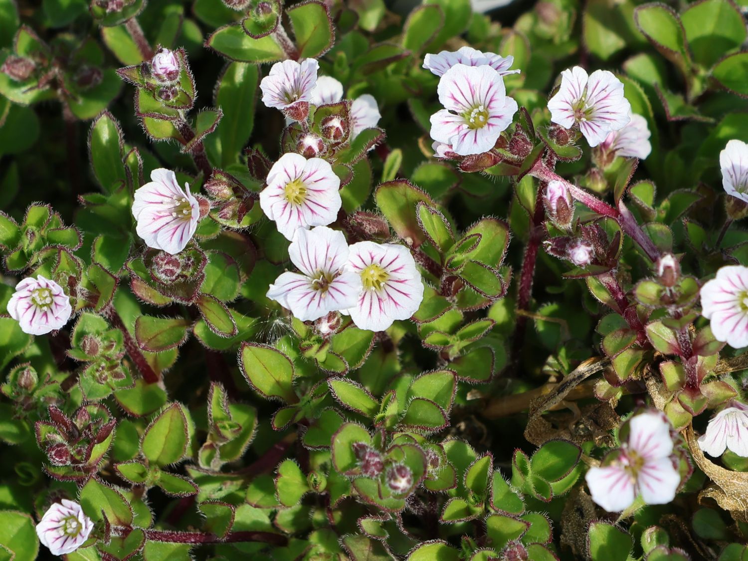 Himalaya-Schleierkraut