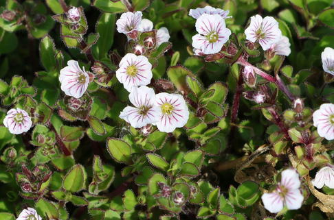 Himalaya-Schleierkraut - Gypsophila cerastioides