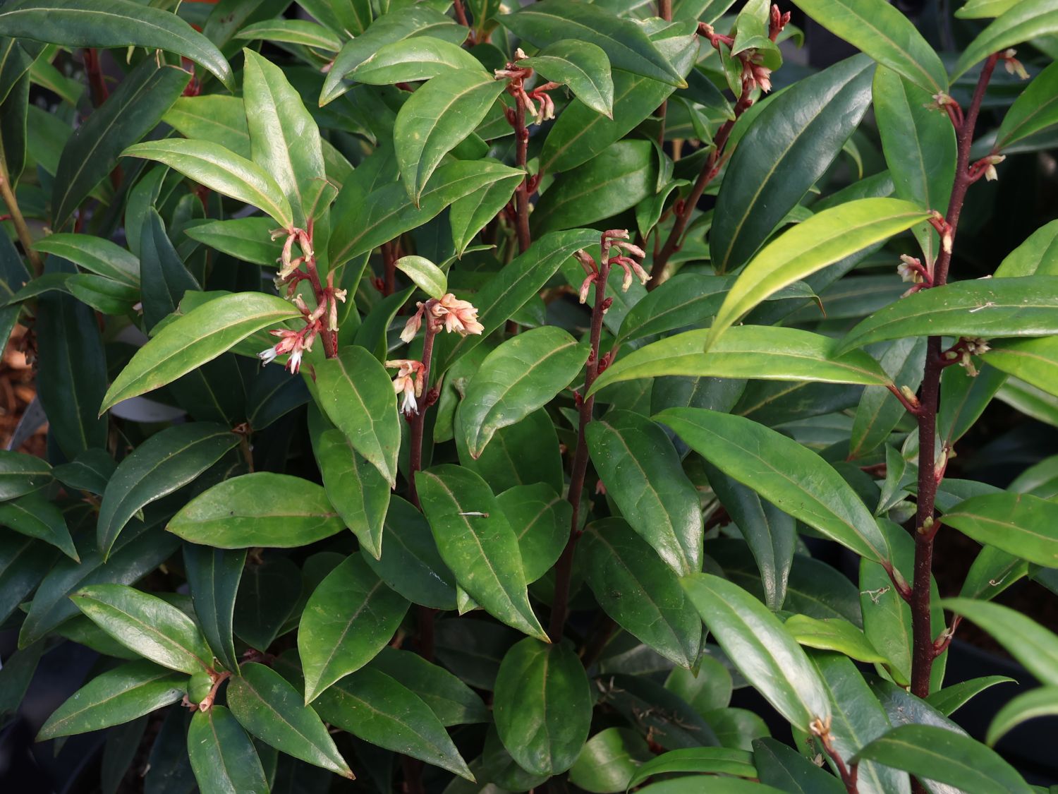 Himalaya-Schleimbeere 'Purple Stem'