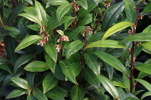 Himalaya-Schleimbeere 'Purple Stem' - Sarcococca hookeriana 'Purple Stem'