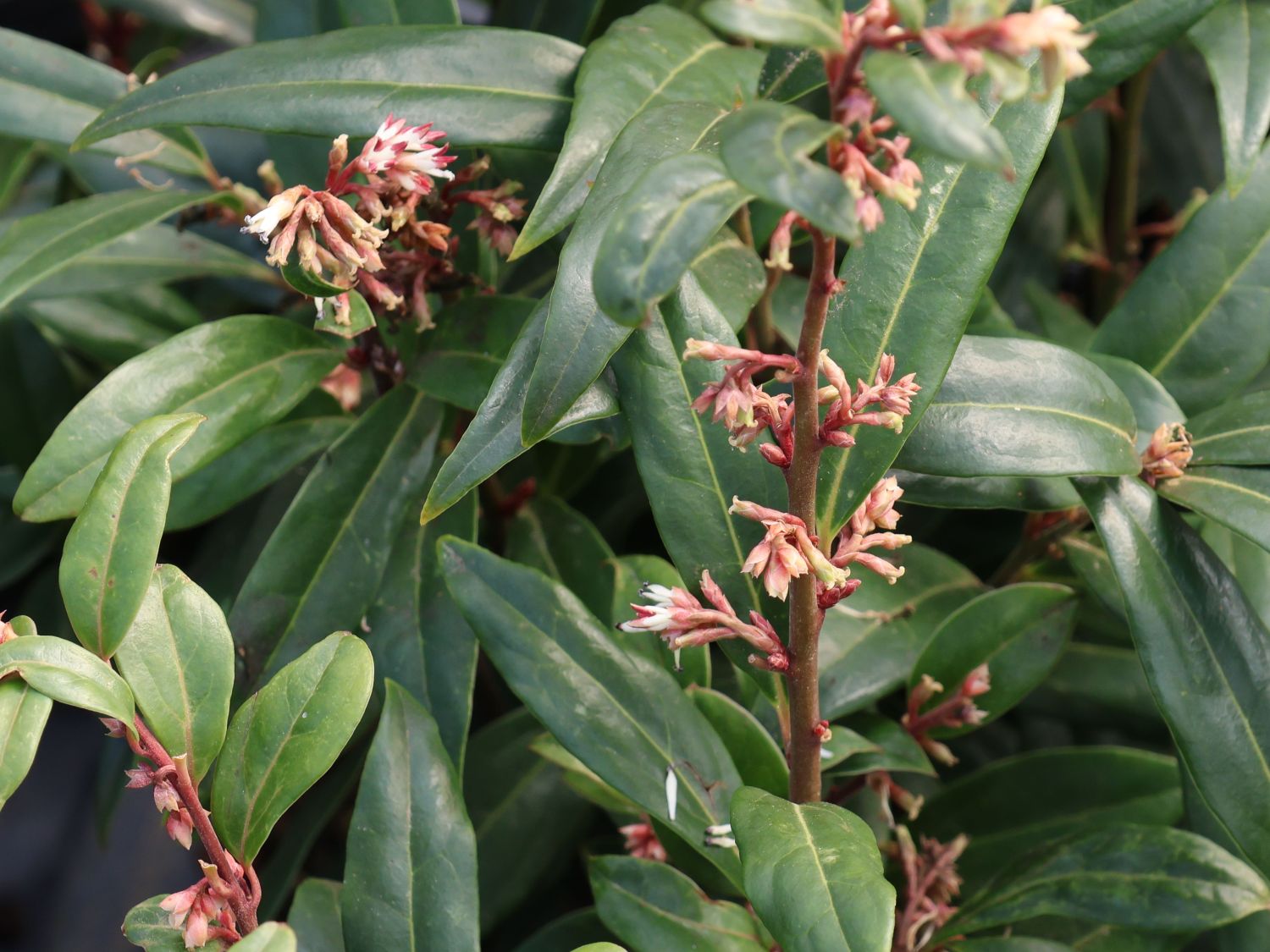 Himalaya-Schleimbeere 'Purple Stem' - Sarcococca hookeriana 'Purple Stem'