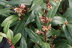 Himalaya-Schleimbeere 'Purple Stem' - Sarcococca hookeriana 'Purple Stem'