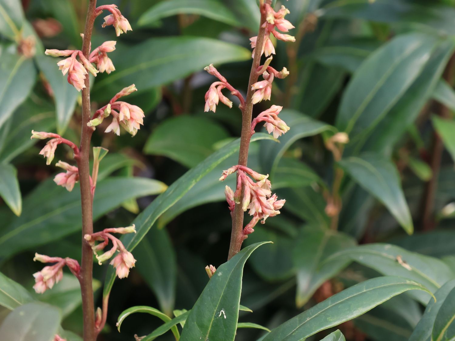 Himalaya-Schleimbeere 'Purple Stem' - Sarcococca hookeriana 'Purple Stem'