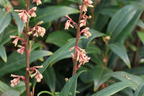 Himalaya-Schleimbeere 'Purple Stem' - Sarcococca hookeriana 'Purple Stem'