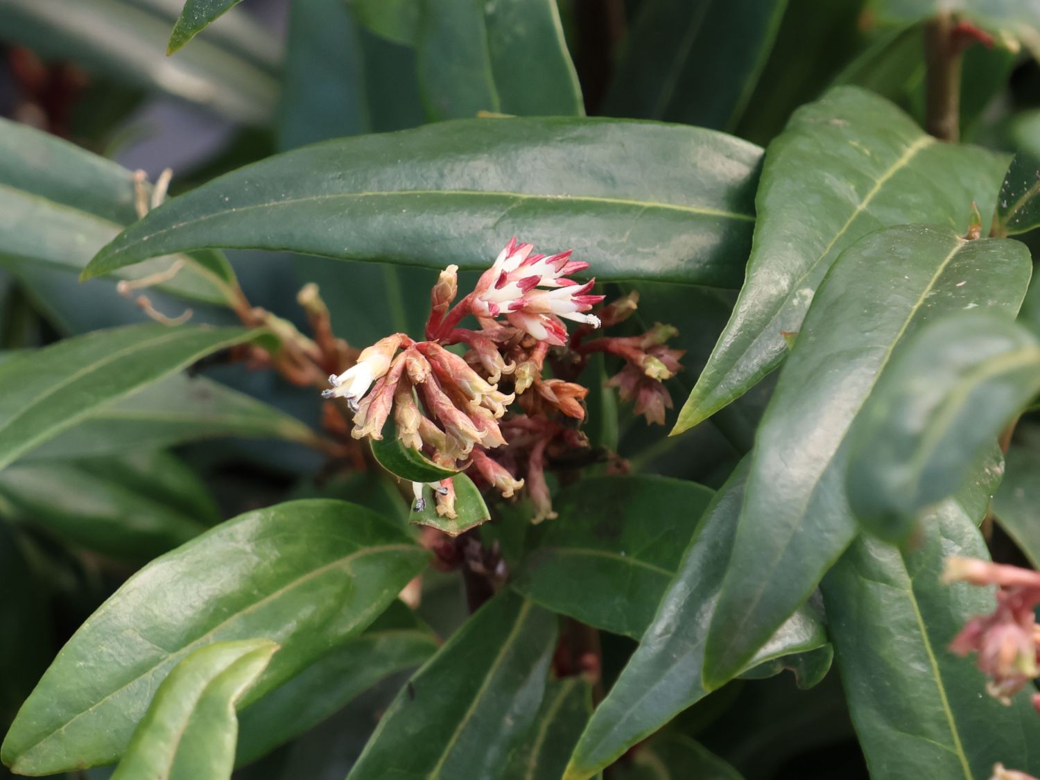 Himalaya-Schleimbeere 'Purple Stem' - Sarcococca hookeriana 'Purple Stem'