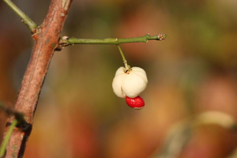 Himalaya-Spindelstrauch 'Popcorn' - Euonymus hamiltonianus 'Popcorn'