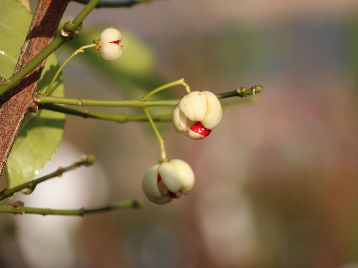 Himalaya-Spindelstrauch 'Popcorn' - Euonymus hamiltonianus 'Popcorn'