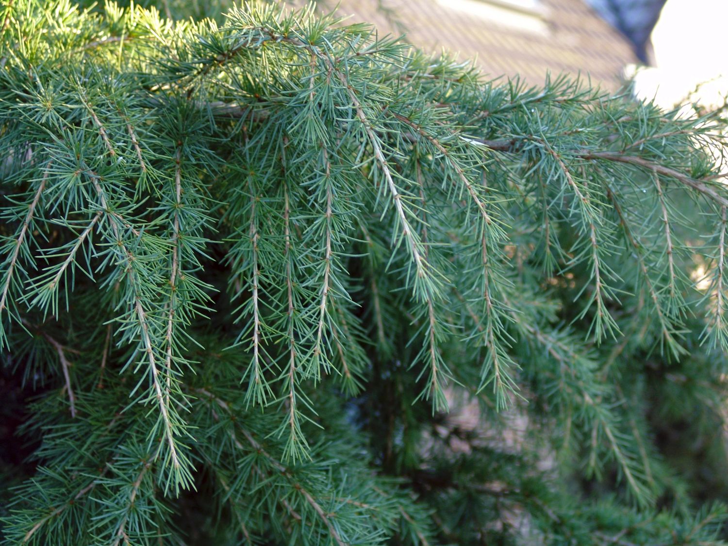 Zedern (Cedrus)