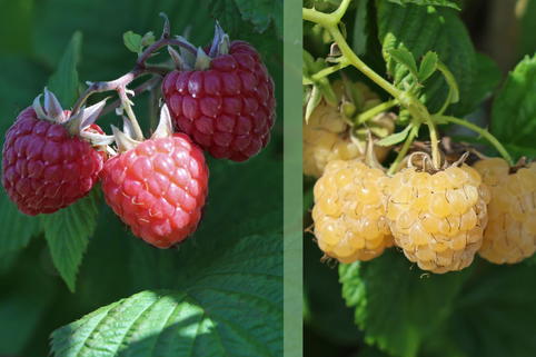 Himbeer-Duo am Spalier 'Golden Bliss' / 'Heritage' - Rubus ideaus 'Golden Bliss' / 'Heritage'