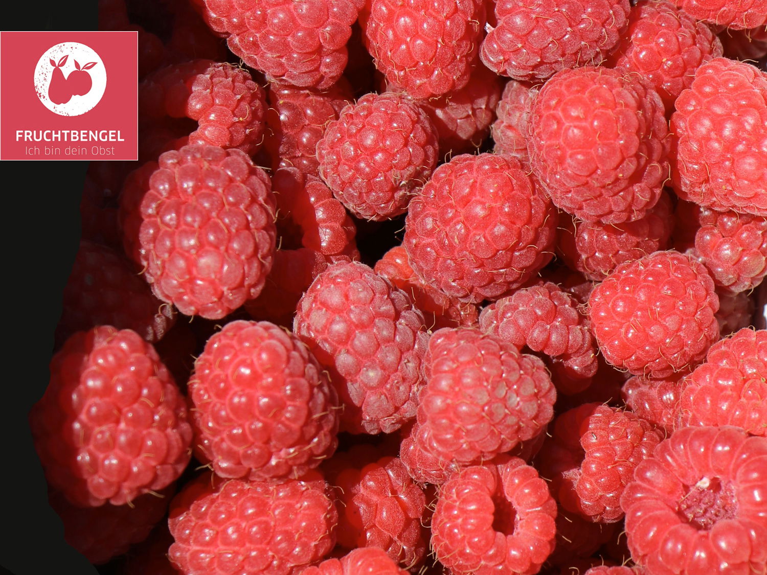 Himbeere 'Aroma Queen' ® Fruchtbengel ® Rubus idaeus 'Aroma Queen