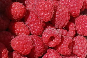 Himbeere 'Autumn Belle' ®