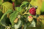 Himbeere 'Autumn Bliss' / 'Blissy' ® - Rubus idaeus 'Autumn Bliss' / 'Blissy' ®