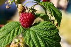 Himbeere 'Autumn Bliss' / 'Blissy' ® - Rubus idaeus 'Autumn Bliss' / 'Blissy' ®