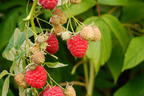 Himbeere 'Autumn Bliss' / 'Blissy' ® - Rubus idaeus 'Autumn Bliss' / 'Blissy' ®
