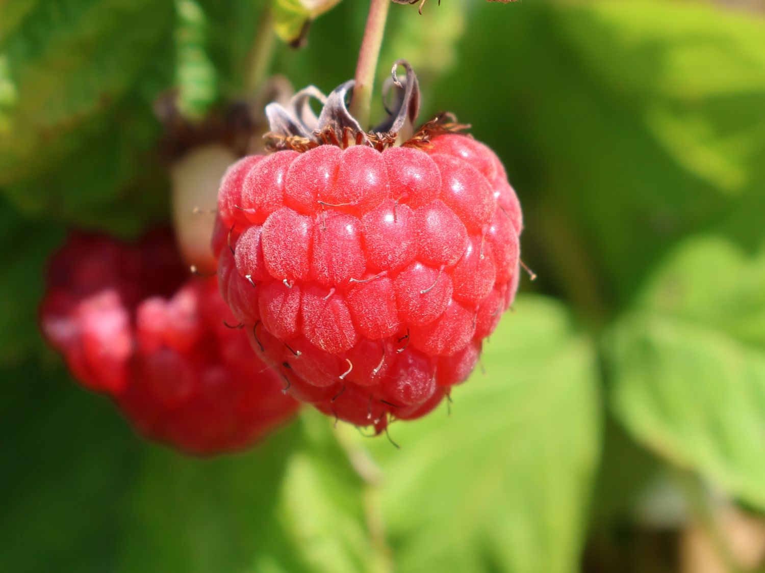 Himbeere 'Bella Aromatica' ® - Rubus idaeus 'Bella Aromatica' ®