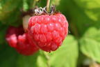 Himbeere 'Bella Aromatica' ® - Rubus idaeus 'Bella Aromatica' ®
