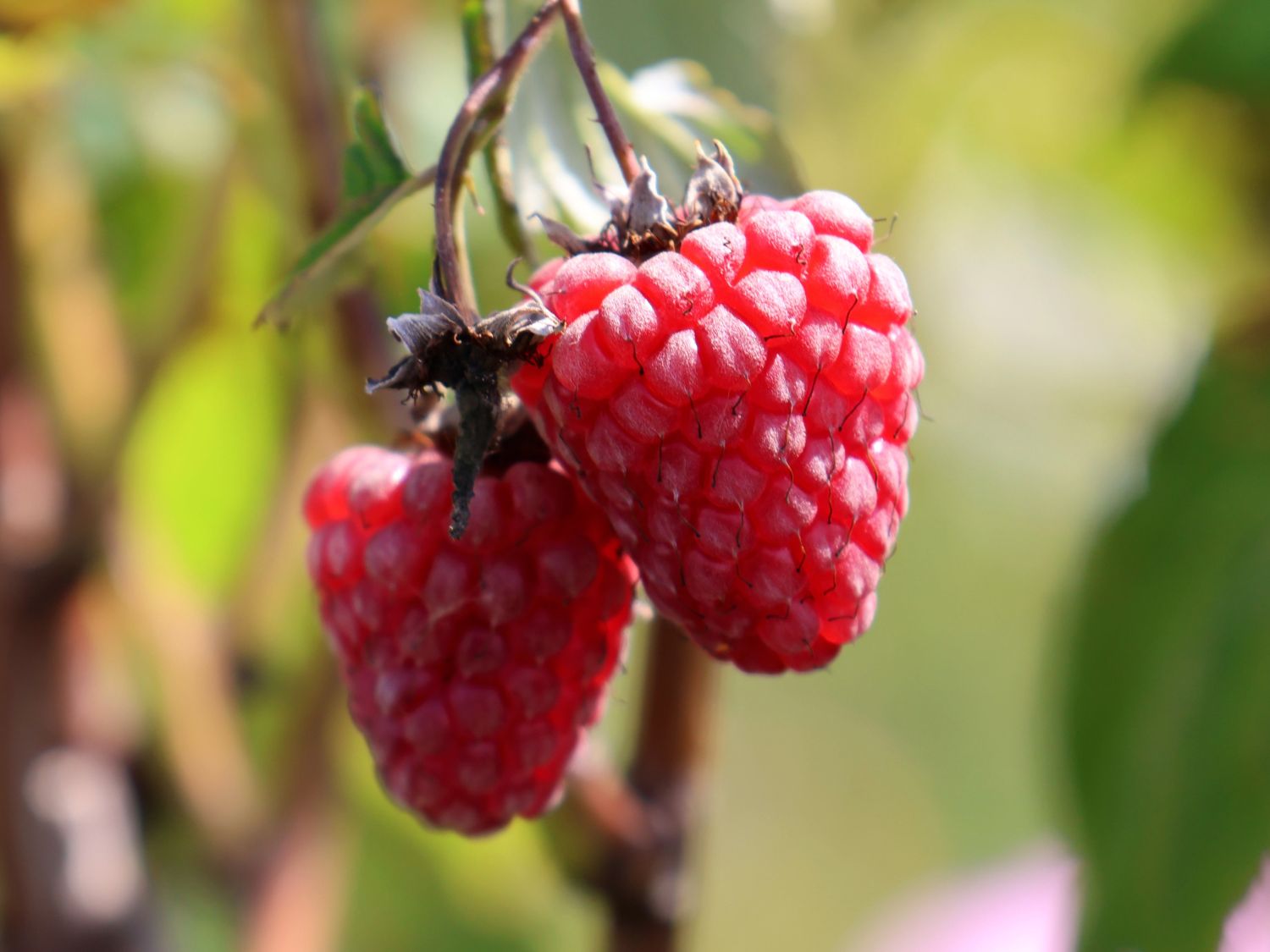 Himbeere 'Bella Aromatica' ® - Rubus idaeus 'Bella Aromatica' ®