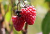 Himbeere 'Bella Aromatica' ® - Rubus idaeus 'Bella Aromatica' ®