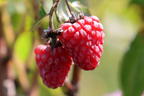 Himbeere 'Bella Aromatica' ® - Rubus idaeus 'Bella Aromatica' ®