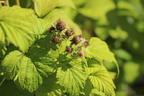 Himbeere 'Black Moon' - Rubus occidentalis 'Black Moon'