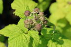 Himbeere 'Black Moon' - Rubus occidentalis 'Black Moon'