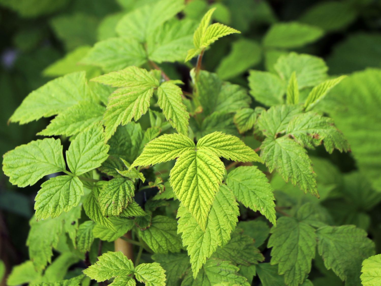 Himbeere BonBonBerry ® 'Yummy' - Rubus idaeus BonBonBerry ® 'Yummy'