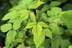 Himbeere BonBonBerry ® 'Yummy' - Rubus idaeus BonBonBerry ® 'Yummy'