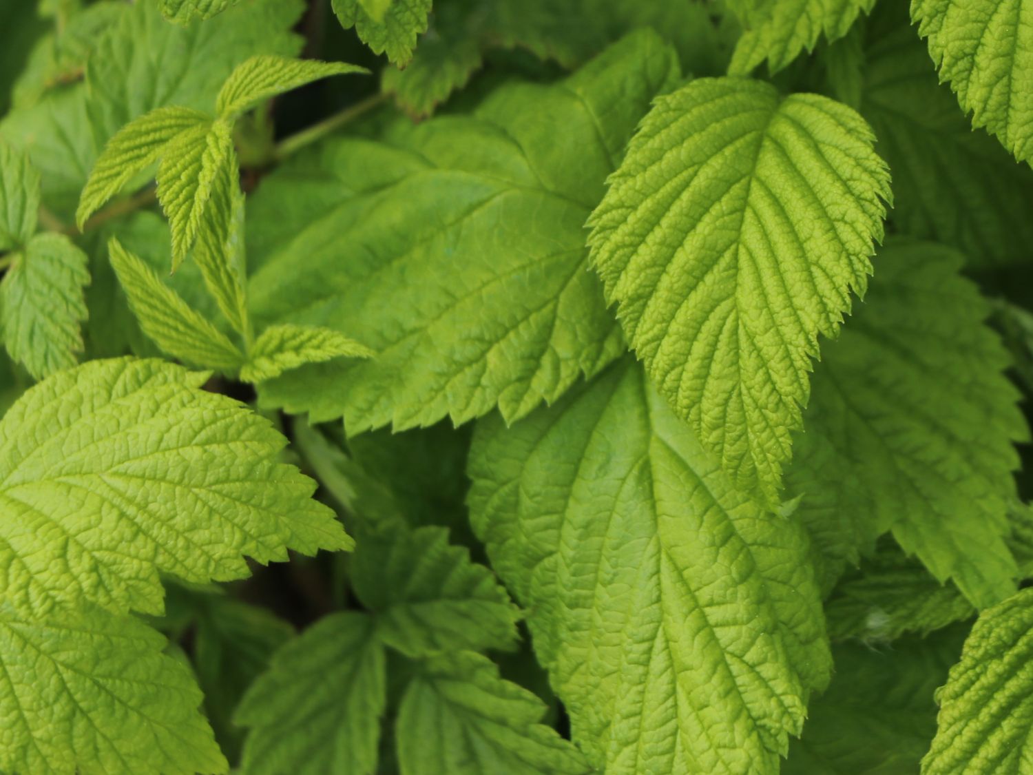 Himbeere BonBonBerry ® 'Yummy' - Rubus idaeus BonBonBerry ® 'Yummy'