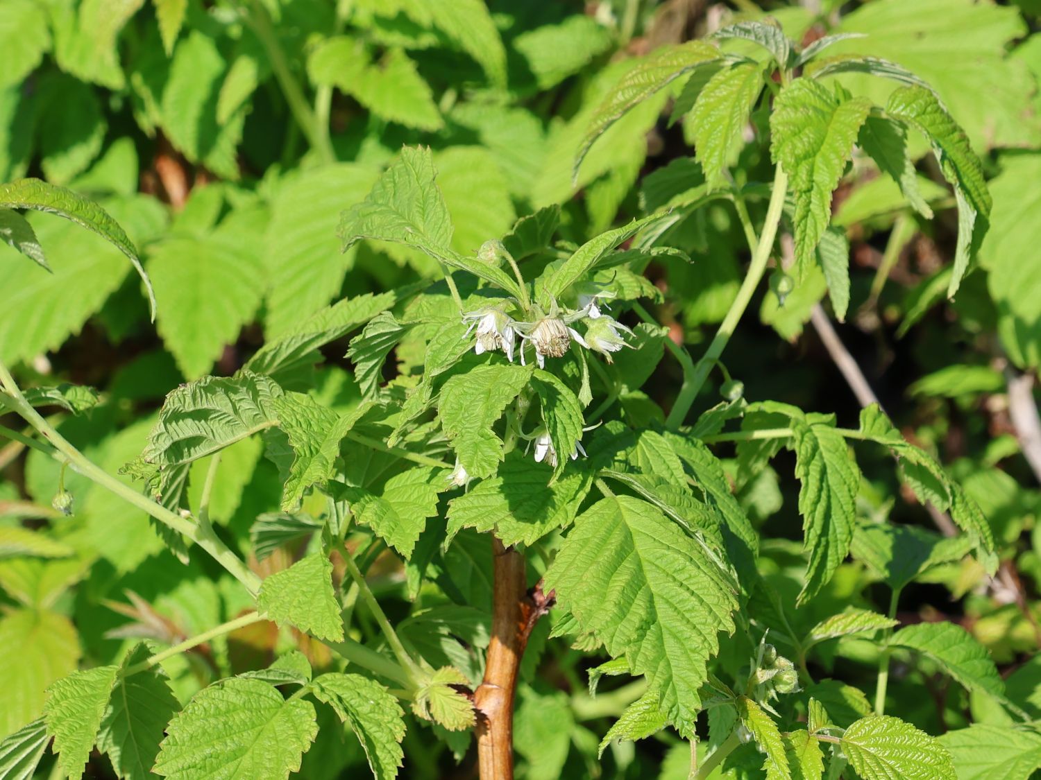 Himbeere BonBonBerry ® 'Yummy' - Rubus idaeus BonBonBerry ® 'Yummy'