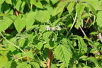 Himbeere BonBonBerry ® 'Yummy' - Rubus idaeus BonBonBerry ® 'Yummy'