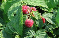 Himbeere BRAZEL BERRY ® 'Raspberry Shortcake' ®