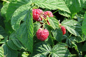 Himbeere BRAZEL BERRY ® 'Raspberry Shortcake' ®
