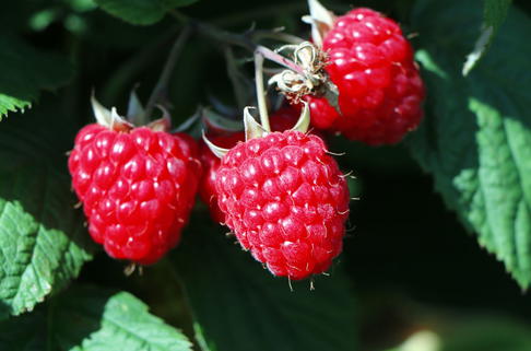 Himbeere 'Elida' ® / Rafzmach - Rubus idaeus 'Elida' ® / Rafzmach