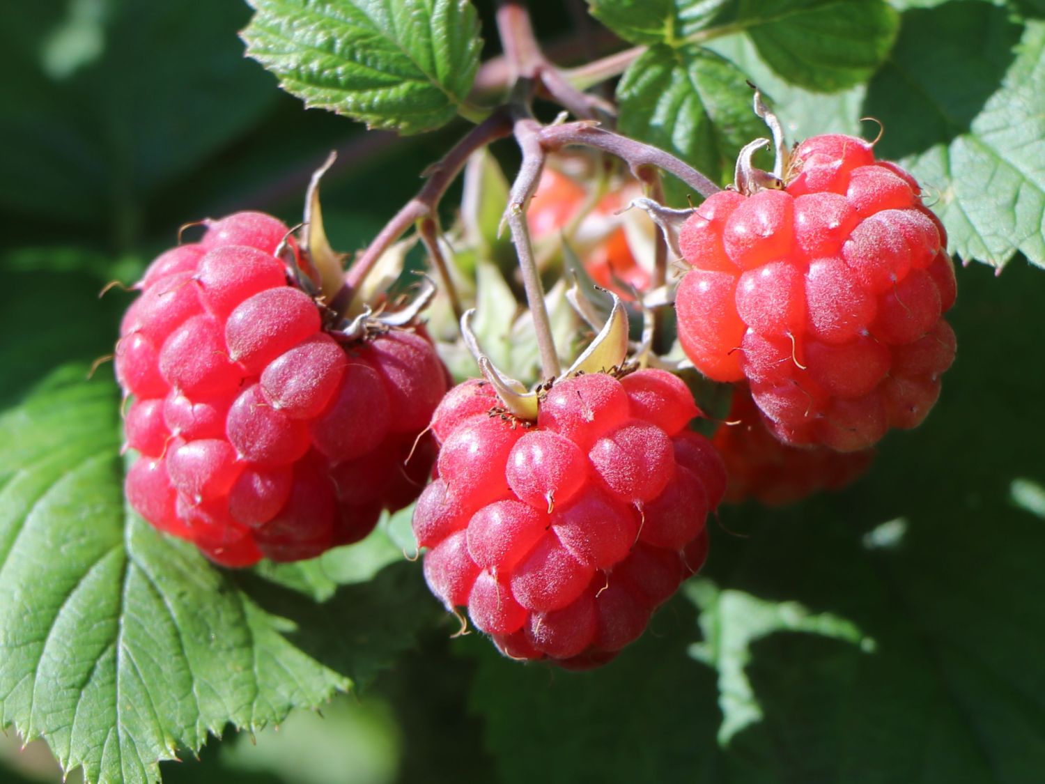 Himbeere 'Lucky Berry' ®