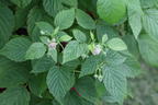 Himbeere 'Lucky Berry' ® - Rubus idaeus 'Lucky Berry' ®