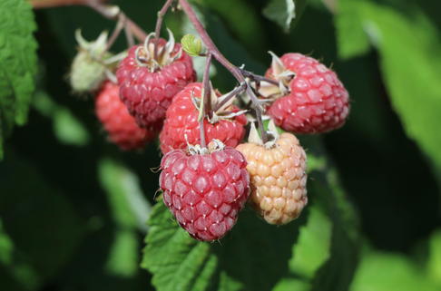 Himbeere 'Pokusa' ® - Rubus idaeus 'Pokusa' ®