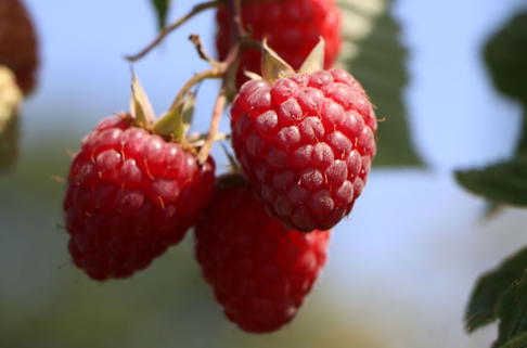 Himbeere 'Preussen II' - Rubus idaeus 'Preussen II'
