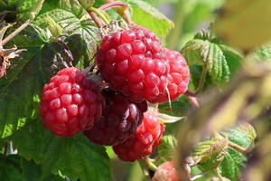 Himbeere 'Twotimer ® Sugana ®'