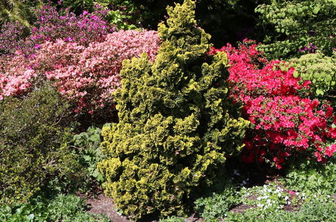 Hinoki-Scheinzypresse 'Aurora' - Chamaecyparis obtusa 'Aurora'