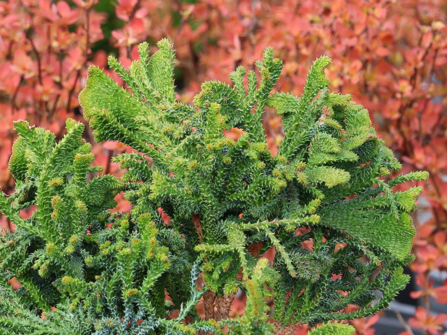 Hinoki-Scheinzypresse 'Birgit'