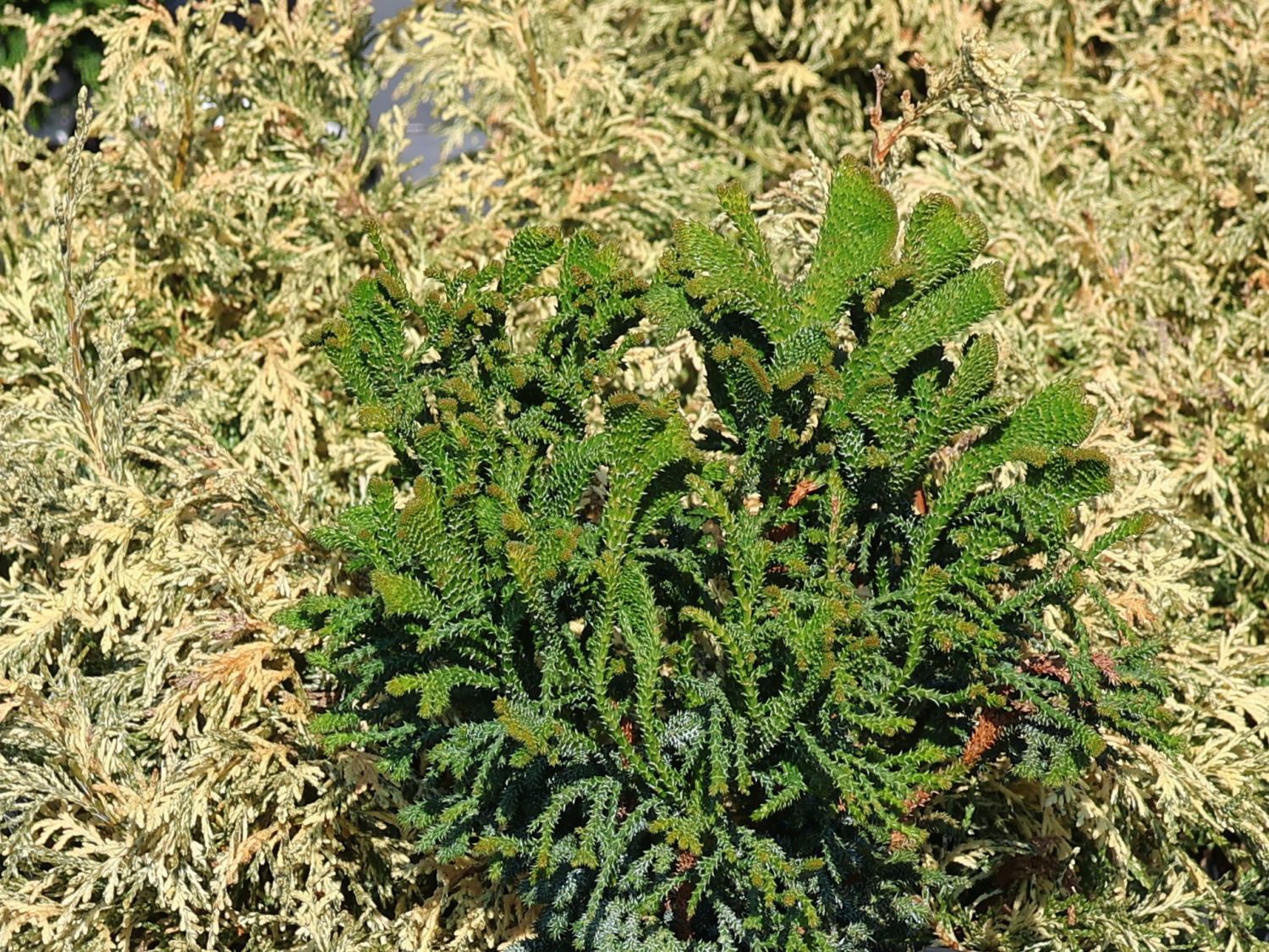 Hinoki-Scheinzypresse 'Brigitte'