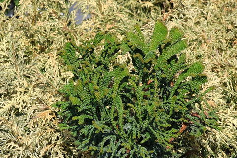 Hinoki-Scheinzypresse 'Brigitte' - Chamaecyparis obtusa 'Brigitte'