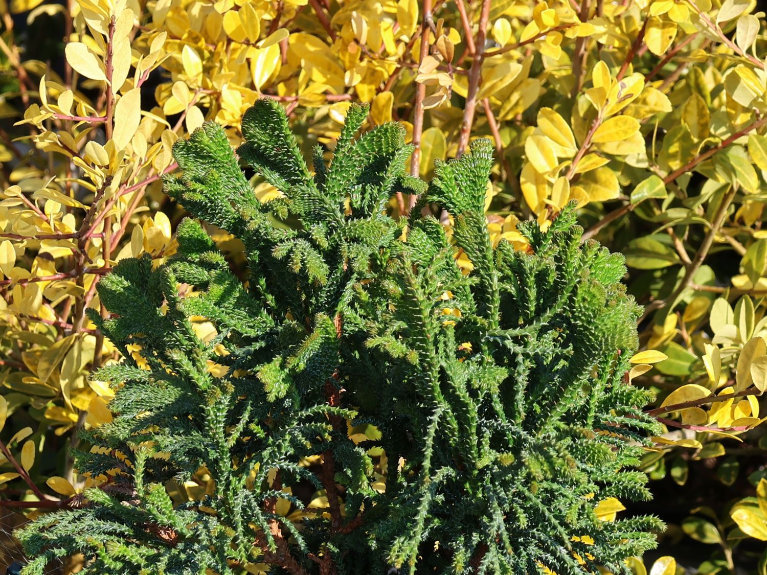 Hinoki-Scheinzypresse 'Brigitte' - Chamaecyparis obtusa 'Brigitte'