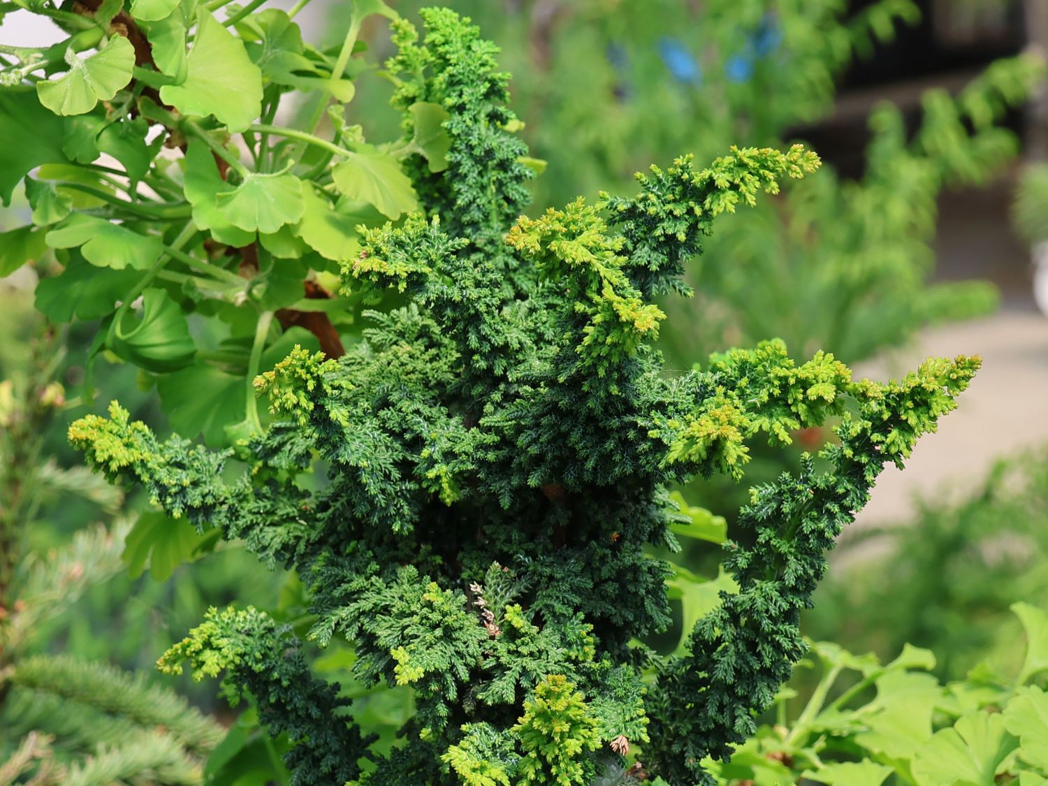 Hinoki-Scheinzypresse 'Chirimen'