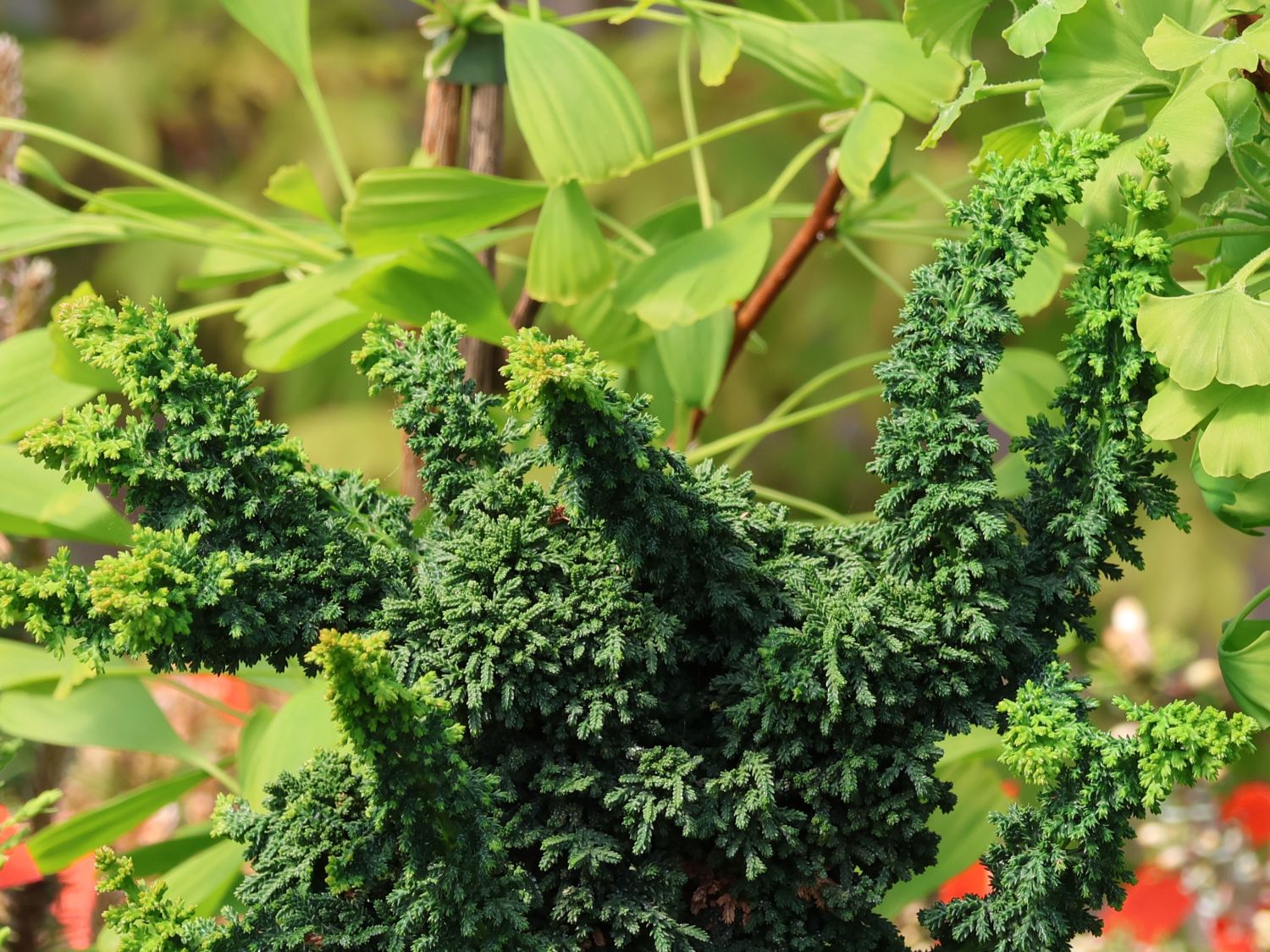 Hinoki-Scheinzypresse 'Chirimen' - Chamaecyparis obtusa 'Chirimen'